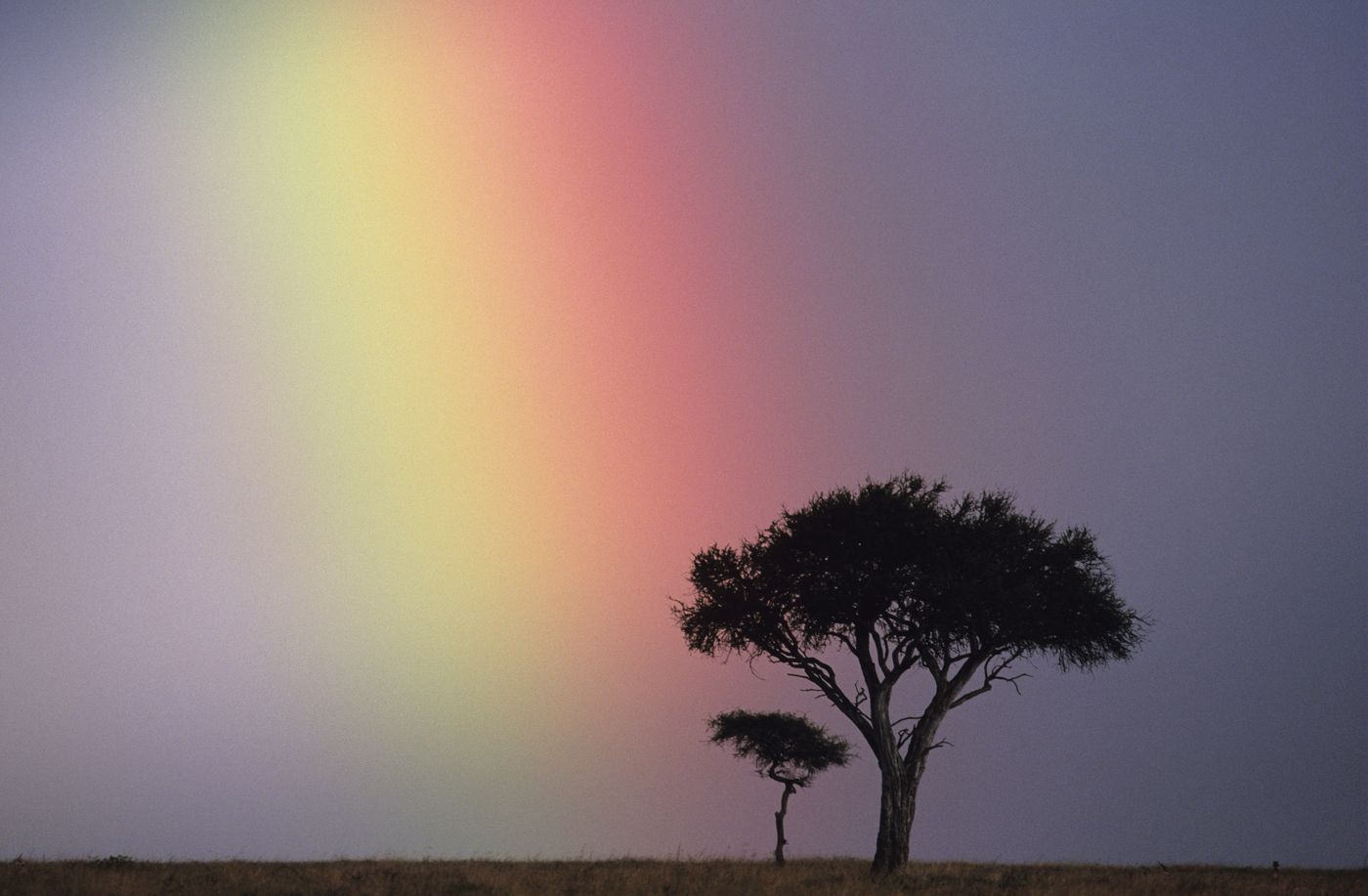 A lone tree beneath a soft rainbow sky